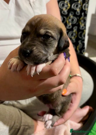 Mixed Breed dogs - Advert 7