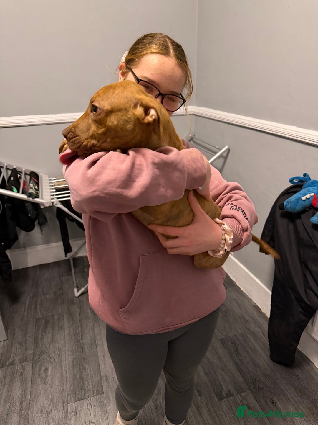 Staffordshire Bull Terrier dogs for sale: Female staff puppy - Advert 7