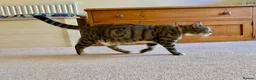 Mixed Breed cats for sale: Three Beautiful Kittens. READY TO GO!  - Advert 6