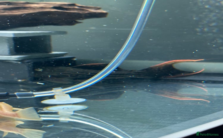 Plecos fish - Advert 1