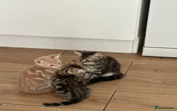 Mixed Breed cats for sale: Your forever pet for their forever home🥰 - Image 6