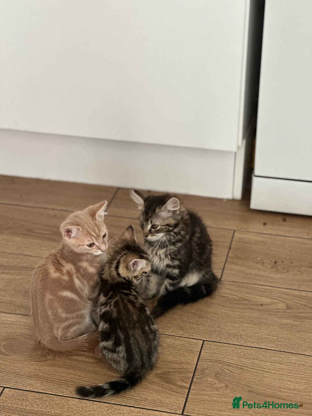 Mixed Breed cats for sale: Your forever pet for their forever home🥰 - Image 6