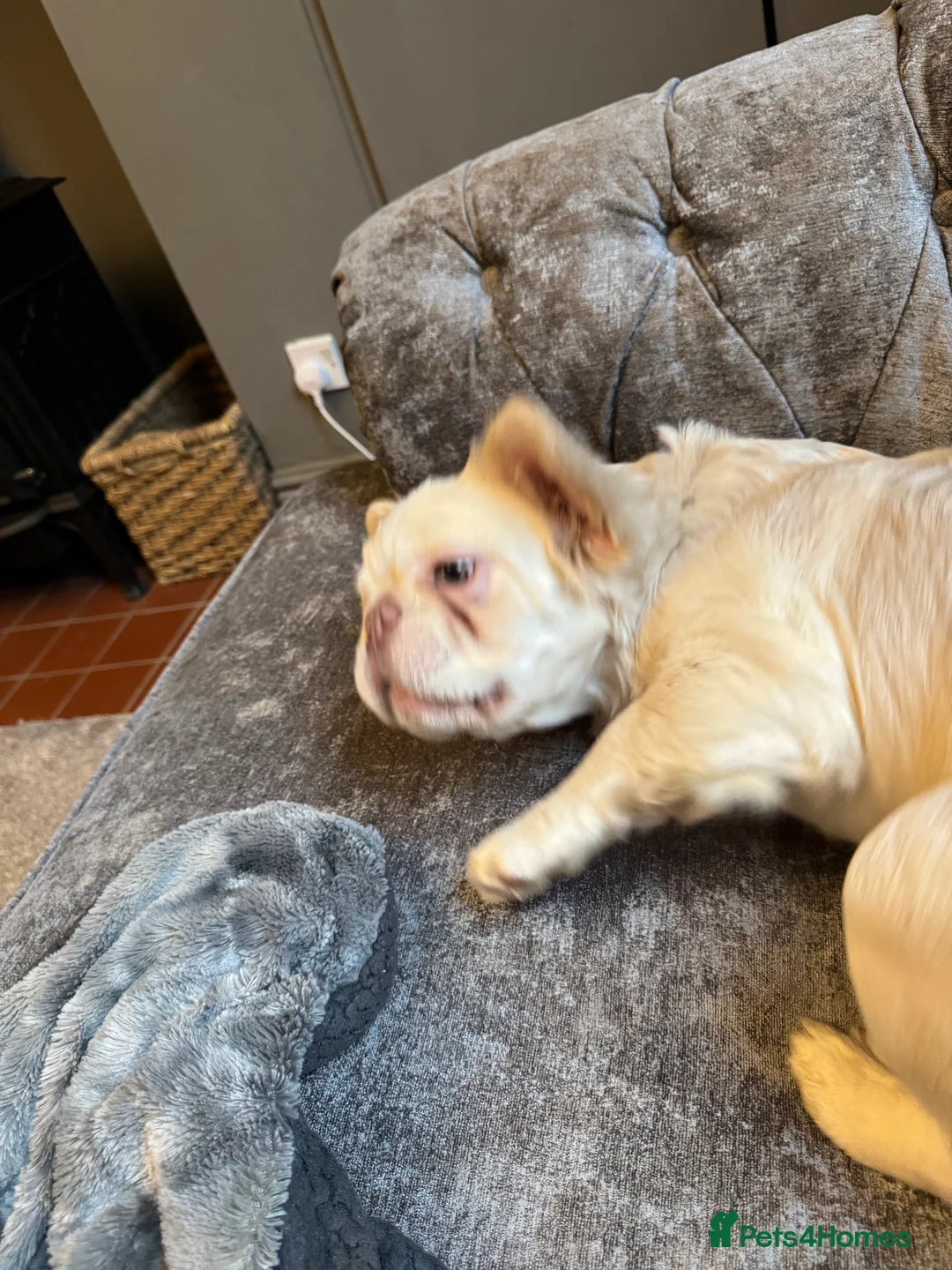 French Bulldog dogs for sale: Fluffy frenchie  - Advert 3