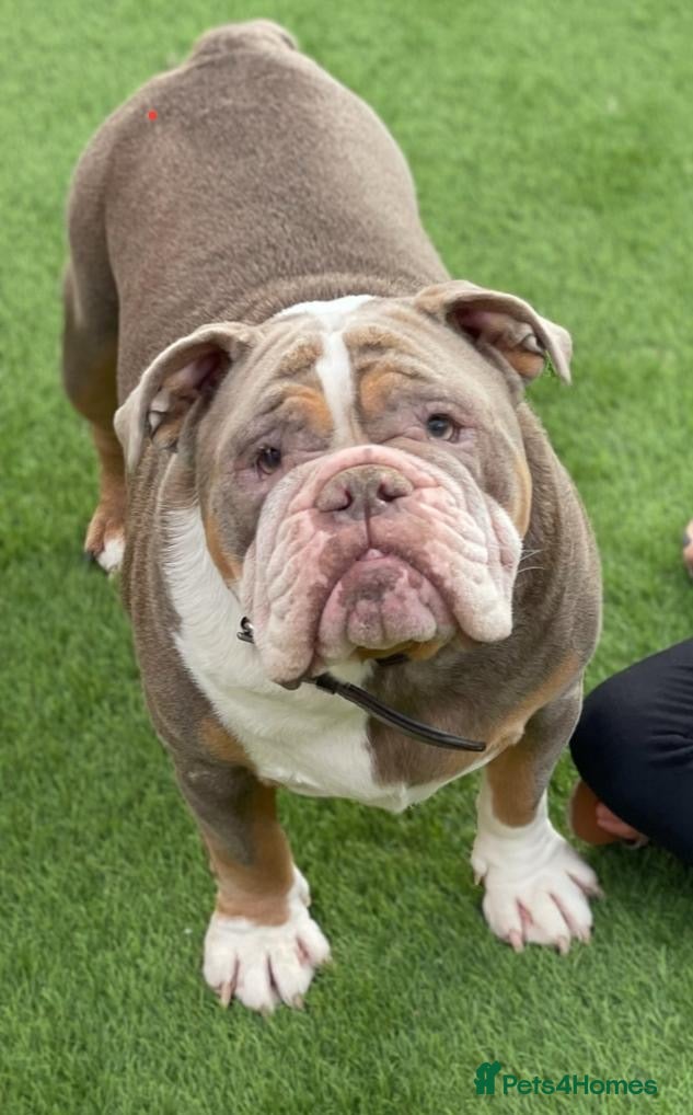 English Bulldog dogs Bulldog looking for a new home - Advert 2