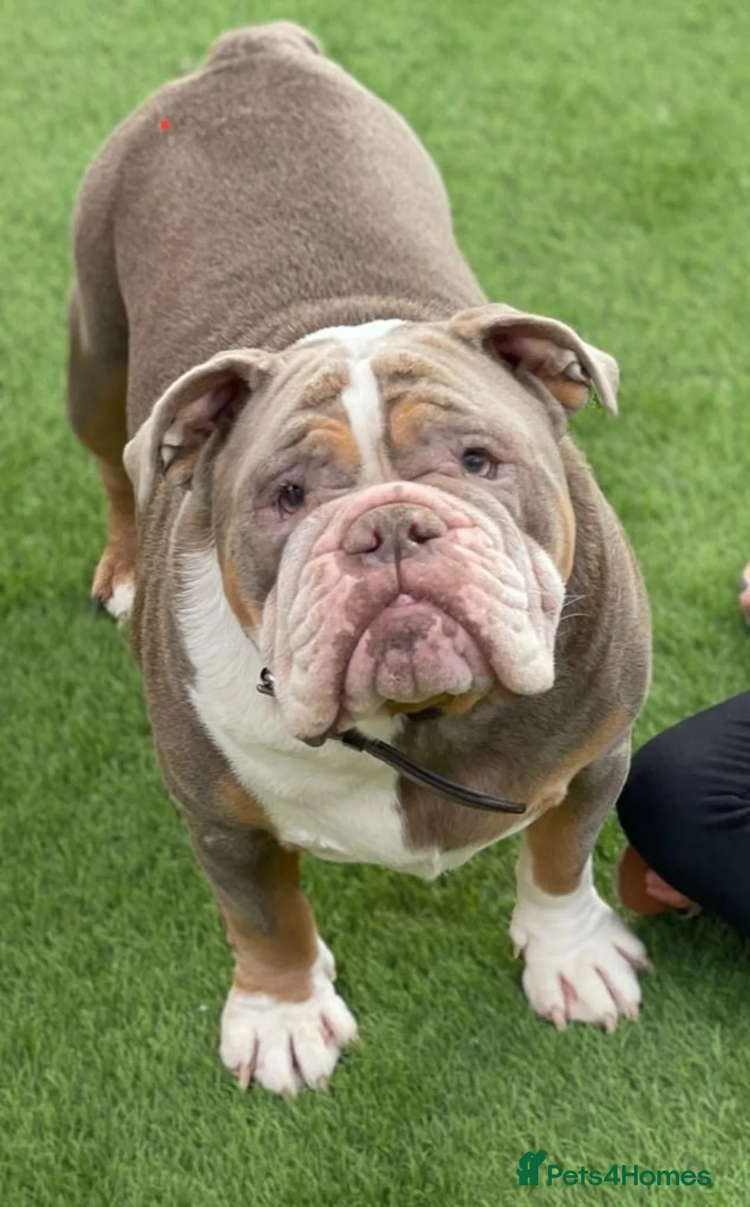 English Bulldog dogs for sale: Bulldog looking for a new home - Advert 1