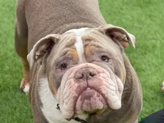 English Bulldog dogs Bulldog looking for a new home - Advert 2