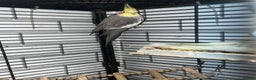 Mixed Breed birds for sale: Canaries, cockatiels budgies - Advert 9