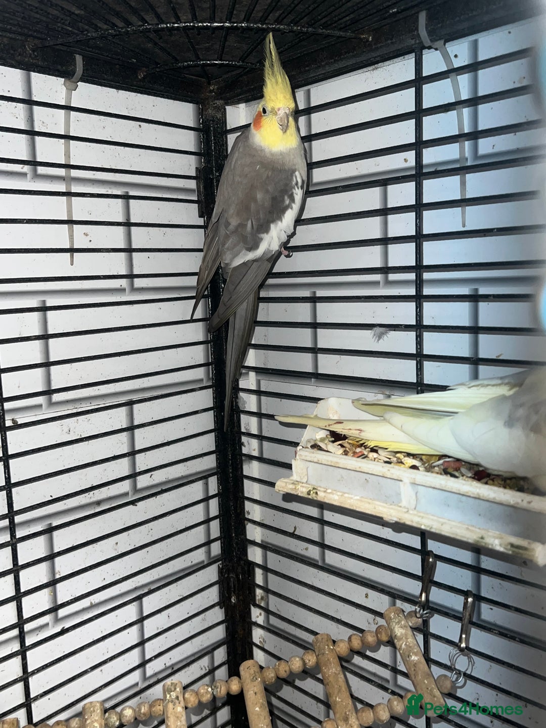 Mixed Breed birds for sale: Canaries, cockatiels budgies - Advert 9