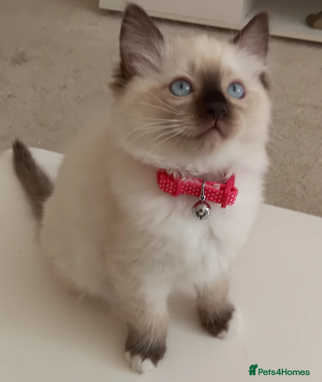 Ragdoll cats for sale: Ragdoll Kittens - Advert 1