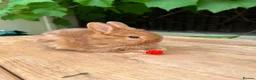 Netherland Dwarf rabbits for sale: Lap bunnies Netherland dwarf  - Advert 8