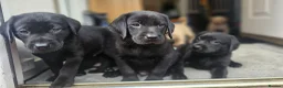Labrador Retriever dogs for sale: Outstanding litter of 7 KC Reg Labrador Pups - Advert 8