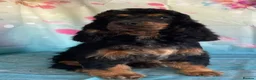 Cockapoo dogs for sale: F1 Cockapoo puppies - Advert 1