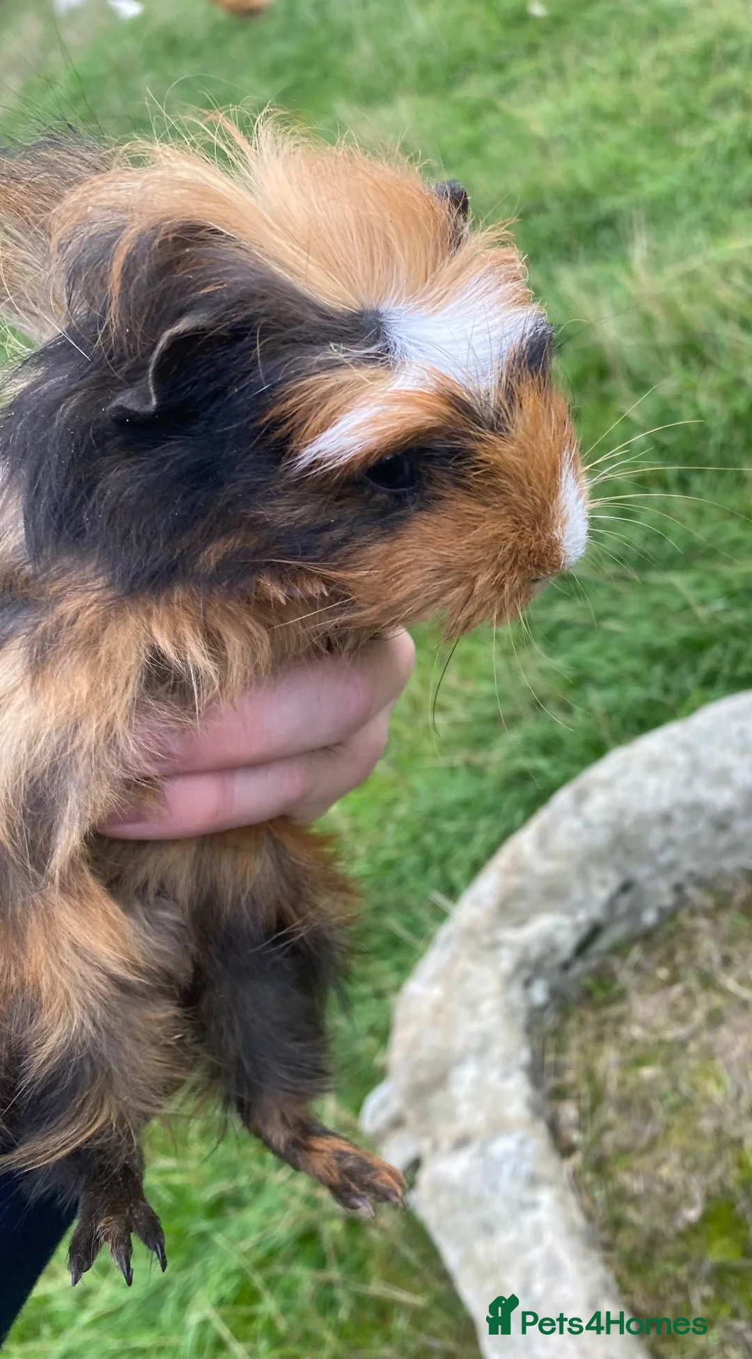 Guinea Pig rodents for sale: Well handled outdoor reared guinea pigs  - Advert 6