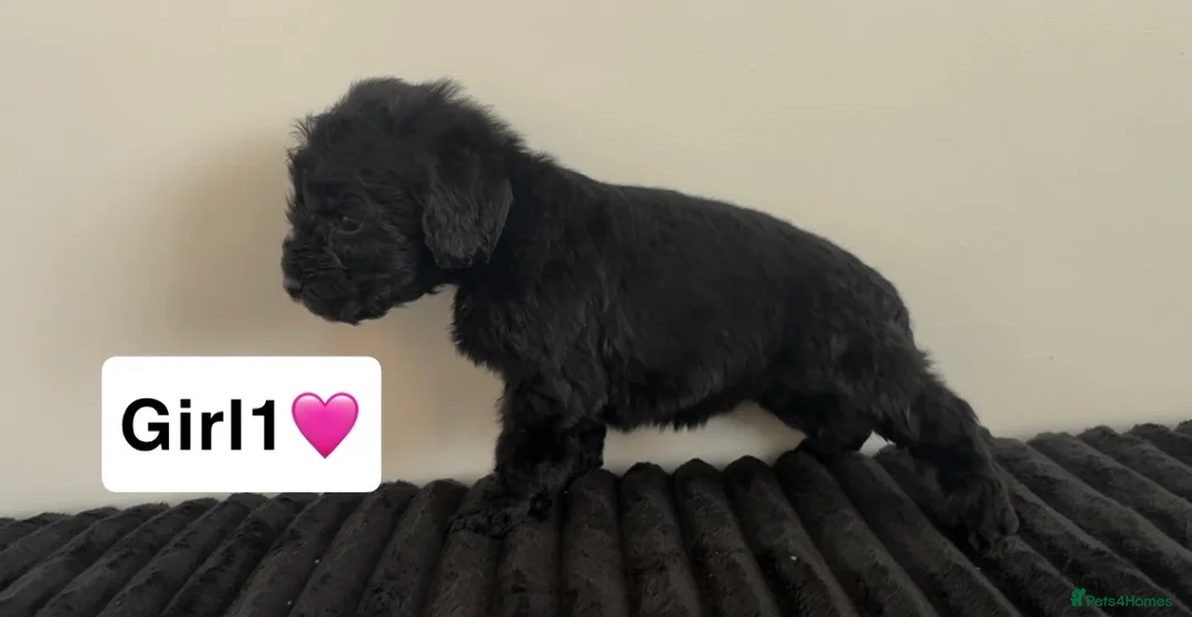 Cockapoo dogs for sale: Cockapoo puppies  - Advert 32