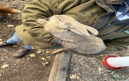 Continental Giant rabbits for sale: Big boy - Image 4