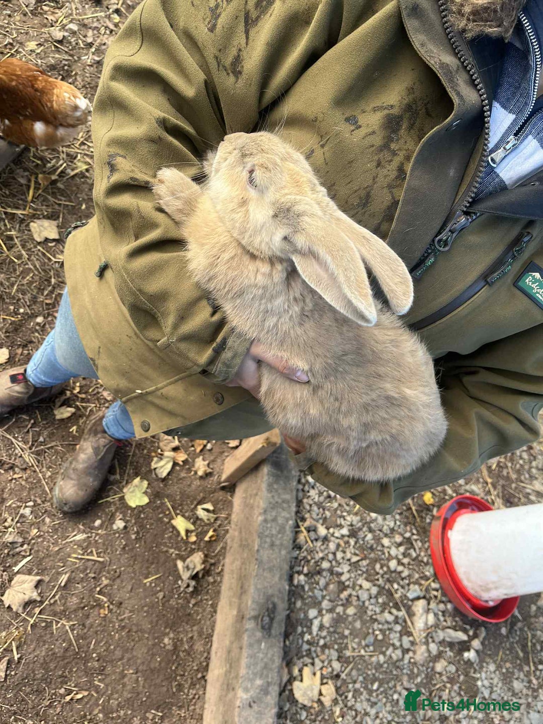 Continental Giant rabbits for sale: Big boy - Image 4