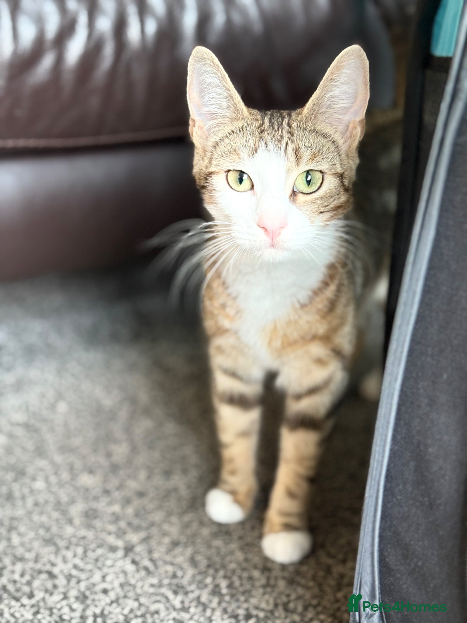 Mixed Breed cats Female kitten - Advert 1