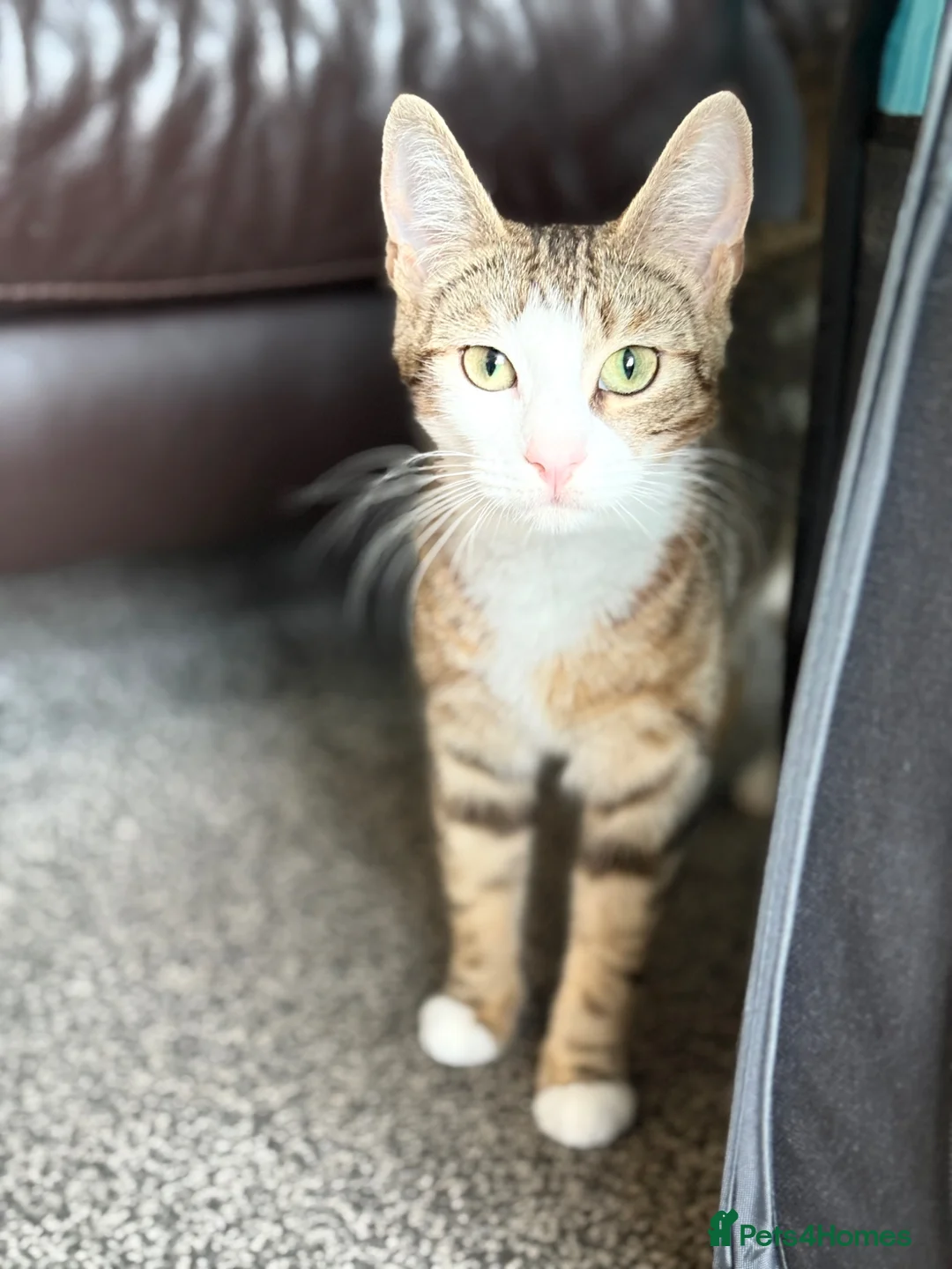Mixed Breed cats for sale: Female kitten - Advert 1