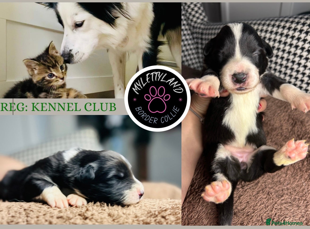 Border Collie dogs 5⭐️breeder KC DNA tested champions border collie  - Advert 1
