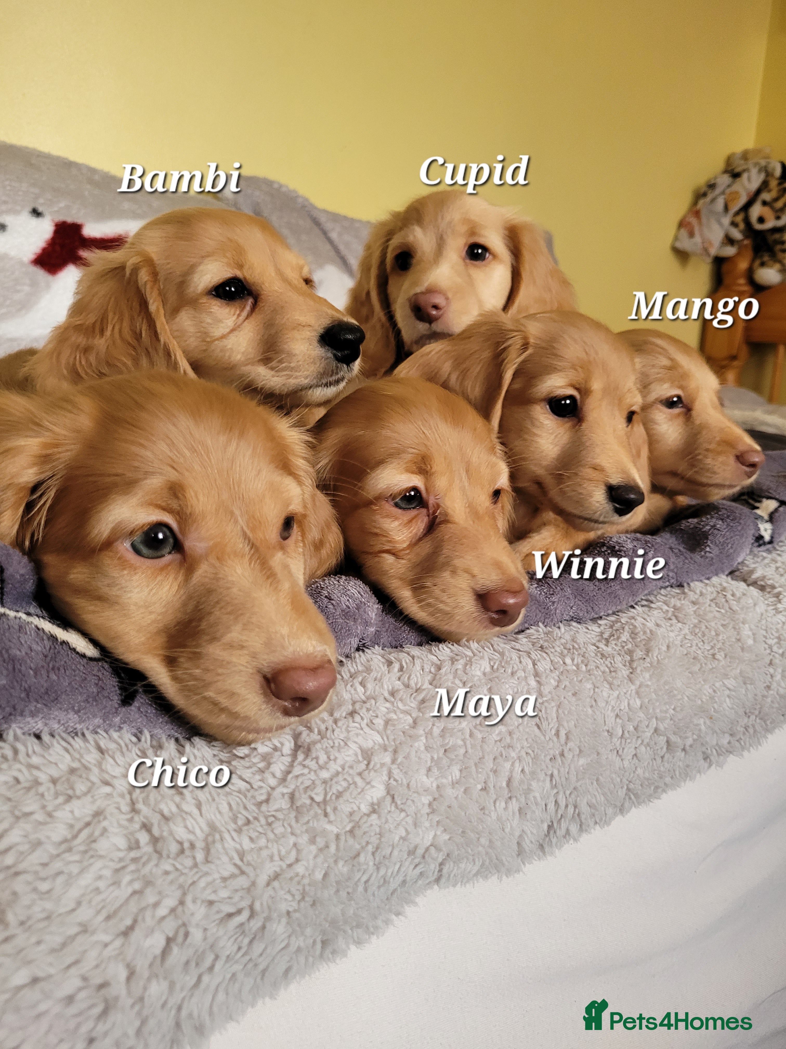 Dachshund dogs Long Haired KC Miniature Dachshund(ready to leave) - Advert 6