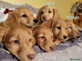 Dachshund dogs Long Haired KC Miniature Dachshund(ready to leave) - Advert 6