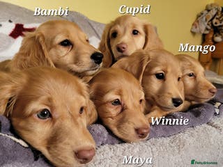 Dachshund dogs Long Haired KC Miniature Dachshund(ready to leave) - Advert 5