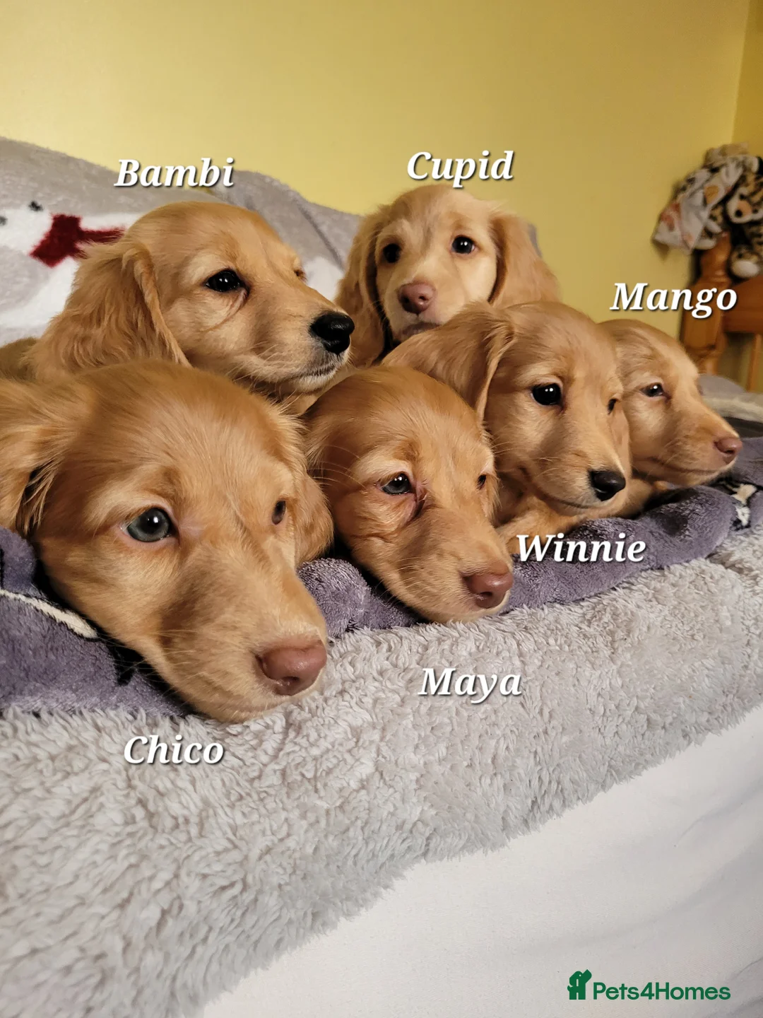 Dachshund dogs for sale: Long Haired KC Miniature Dachshund(LAST BOY) - Advert 1