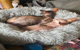 Sphynx cats for sale: Sphynx female 2 years old intact  - Image 3