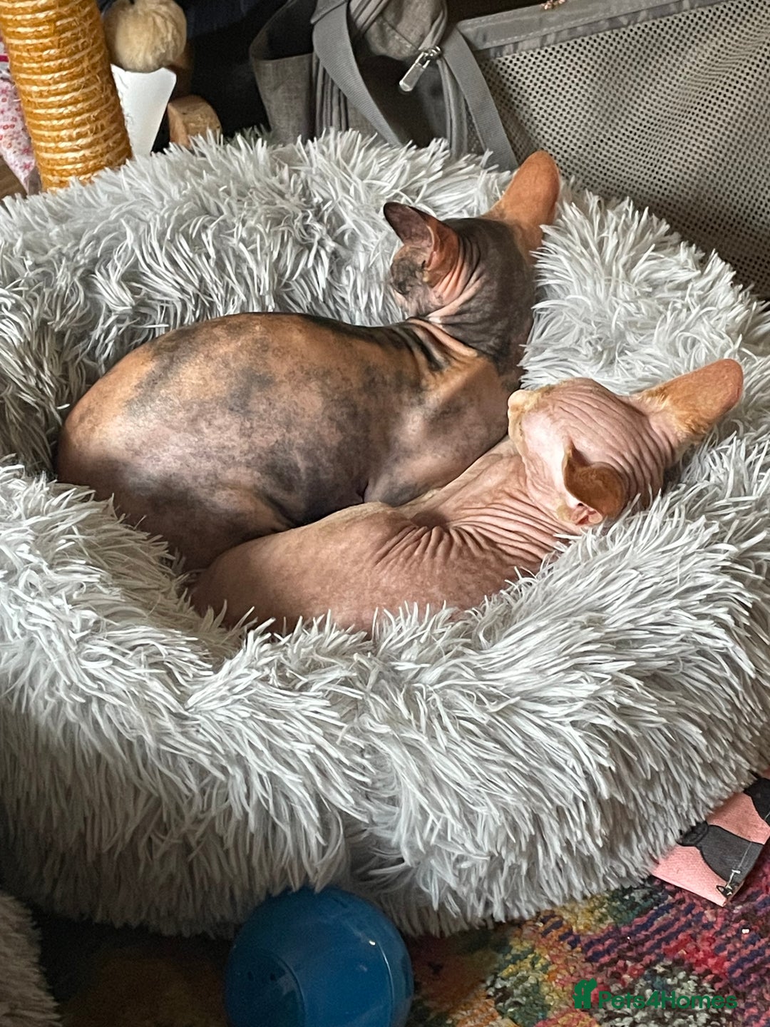 Sphynx cats for sale: Sphynx female 2 years old intact  - Image 3