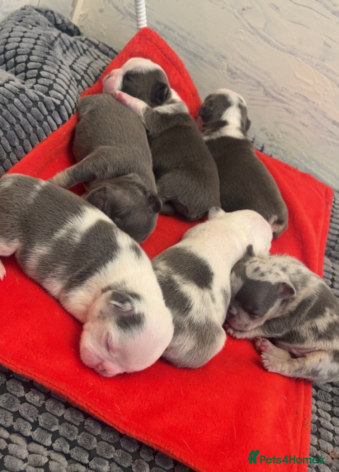 French Bulldog dogs for sale: 4 Panel Health Tested Parents  - Advert 1