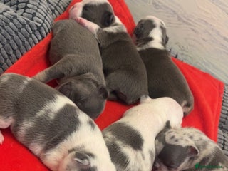 French Bulldog dogs 4 Panel Health Tested Parents - Advert 2