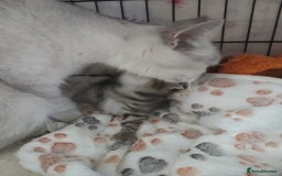 Scottish Fold cats for sale: Two cutie Scottish straights for sale - Image 8
