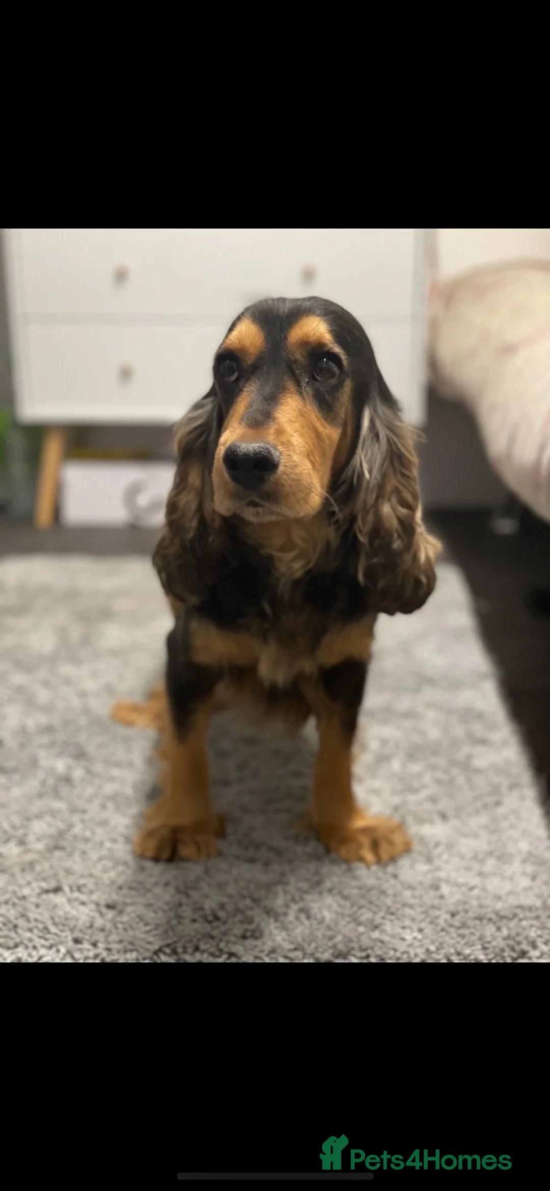 Cocker Spaniel dogs for sale: Cocker spaniel puppies - Advert 2