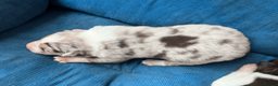 Border Collie dogs for sale: ISDS/KC Border Collie puppies for sale  in Saint Austell - Advert 14