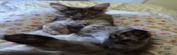 Maine Coon cats for sale: Smoke Maincoon Female  in Saint Leonards-on-sea - Advert 6