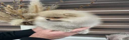 Pomeranian dogs for sale: KC mini Pomeranian  - Advert 11