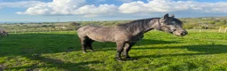 Connemara horses for sale: Class 1 to make 148cm Grey Connemara Gelding 2y - Advert 5
