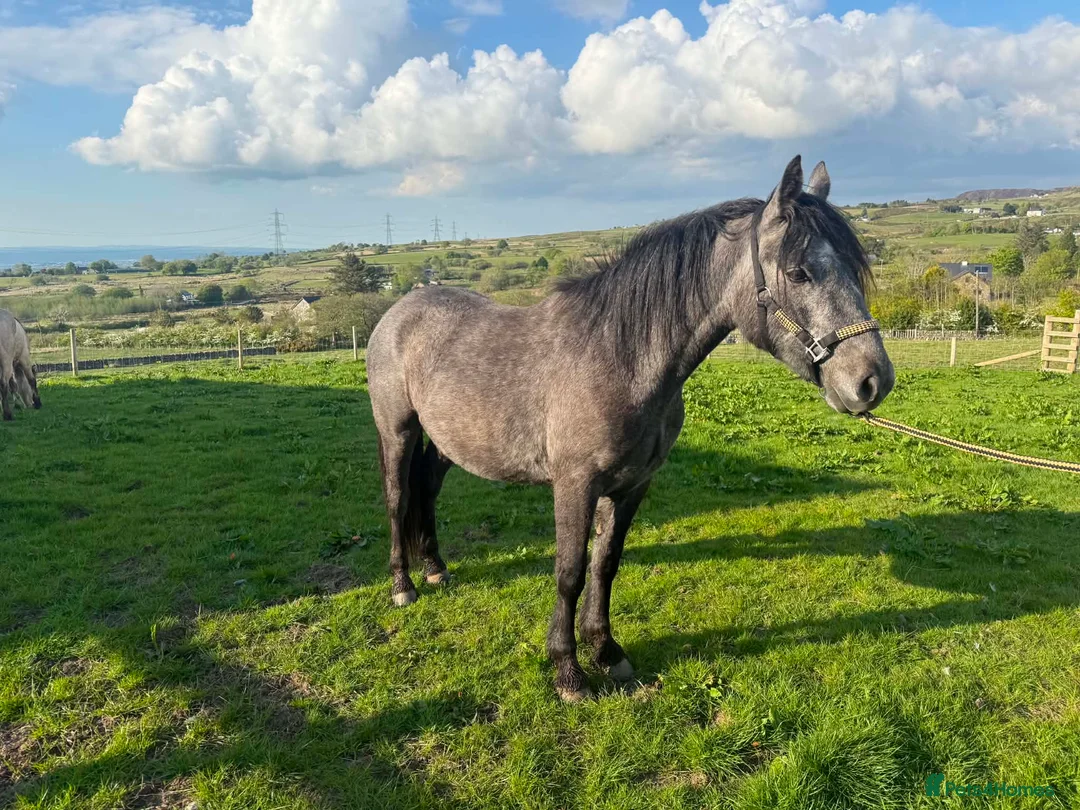 Connemara horses for sale: Class 1 to make 148cm Grey Connemara Gelding 2y - Advert 5