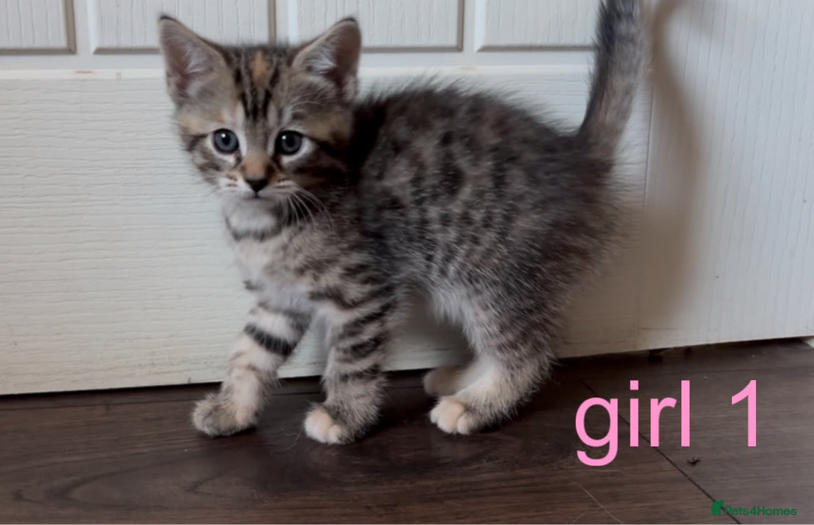 Mixed Breed cats 🤍3 adorable kittens🤍 - Advert 2