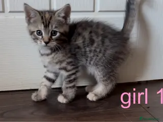 Mixed Breed cats 🤍3 adorable kittens🤍 - Advert 2