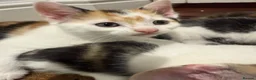 Mixed Breed cats for sale: Adorable Kittens Available to a Loving Home - Advert 25