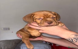 Dogue De Bordeaux dogs for sale: Beautiful Dogue De Bordeaux Pups  in Nottingham - Image 4