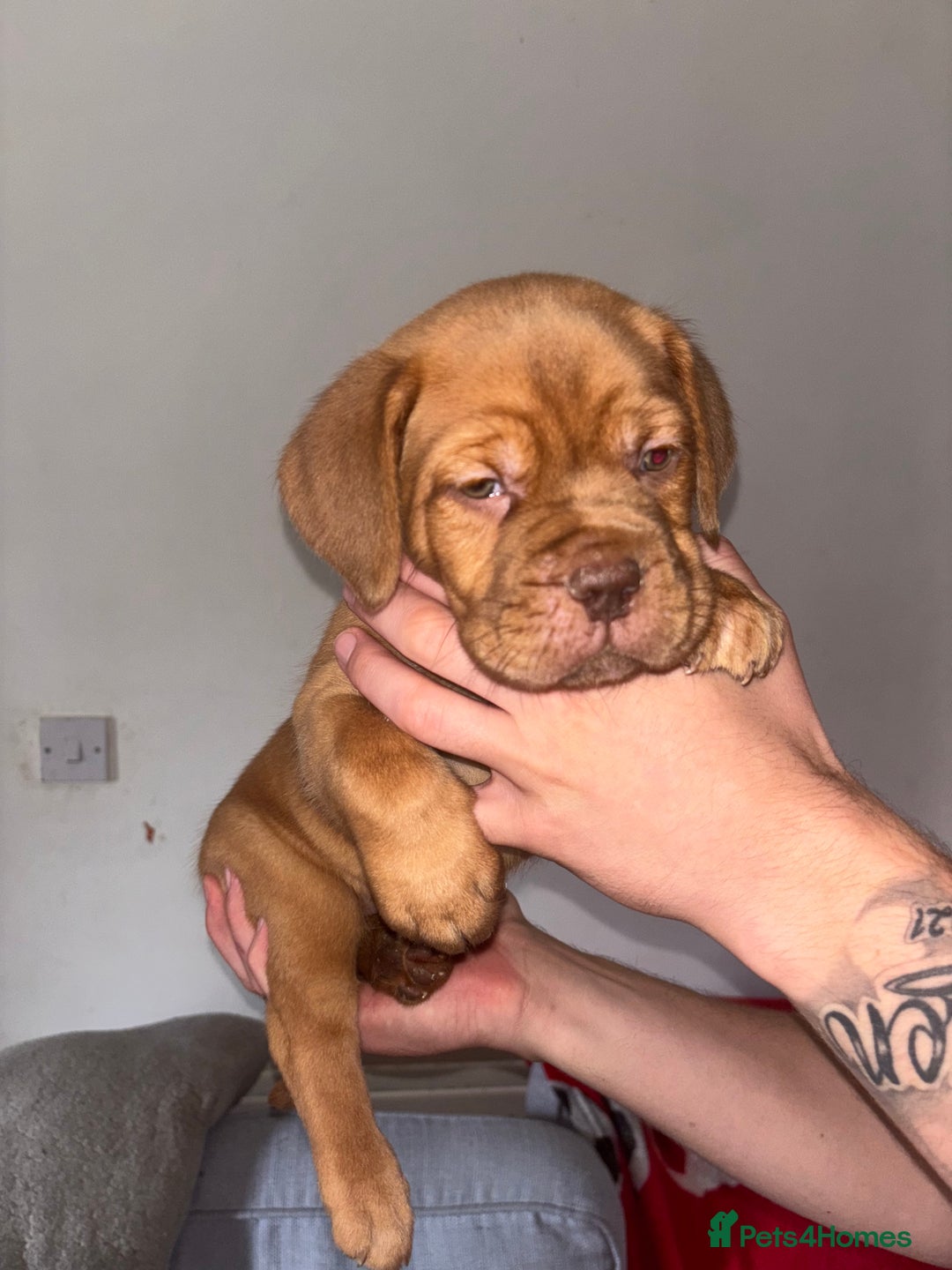 Dogue De Bordeaux dogs for sale: Beautiful Dogue De Bordeaux Pups  in Nottingham - Image 4