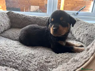 Rottweiler dogs Beautiful Rottweiler Pups - Advert 4