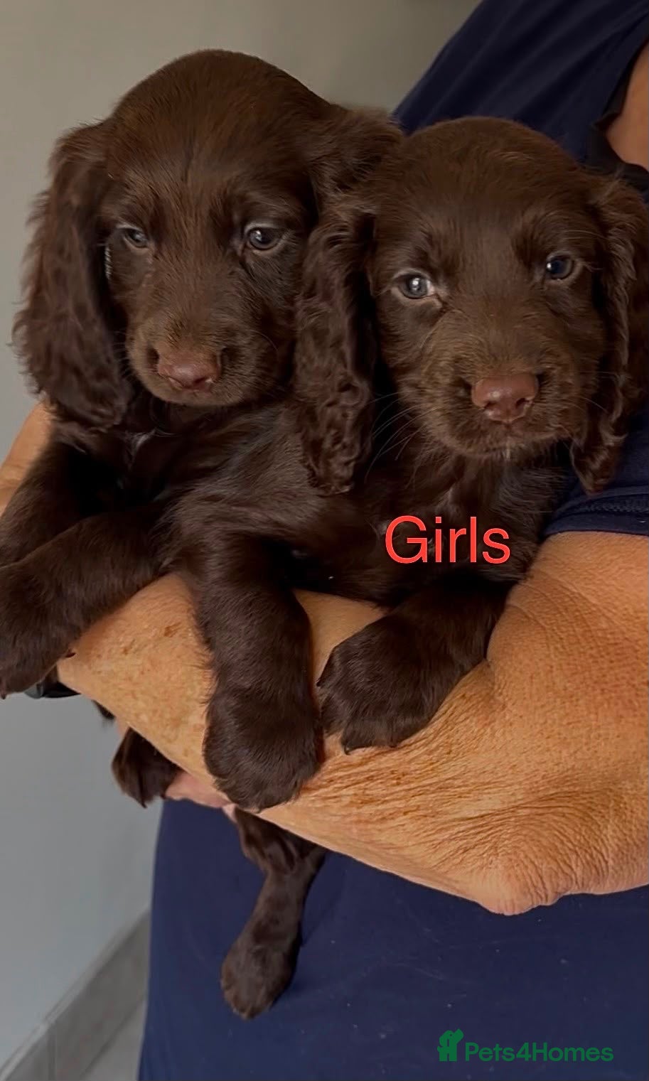 Cocker Spaniel dogs ❤️Beautiful cocker spaniel puppies🐶 - Advert 3