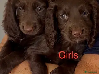 Cocker Spaniel dogs ❤️Beautiful cocker spaniel puppies🐶 - Advert 3