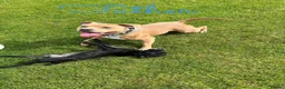 Staffordshire Bull Terrier dogs for sale: KC Blue Fawn Staffordshire Bull Terrier puppies in Glasgow - Advert 15