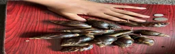 Snails invertebrates for sale: Giant African land snails large juveniles. - Advert 2