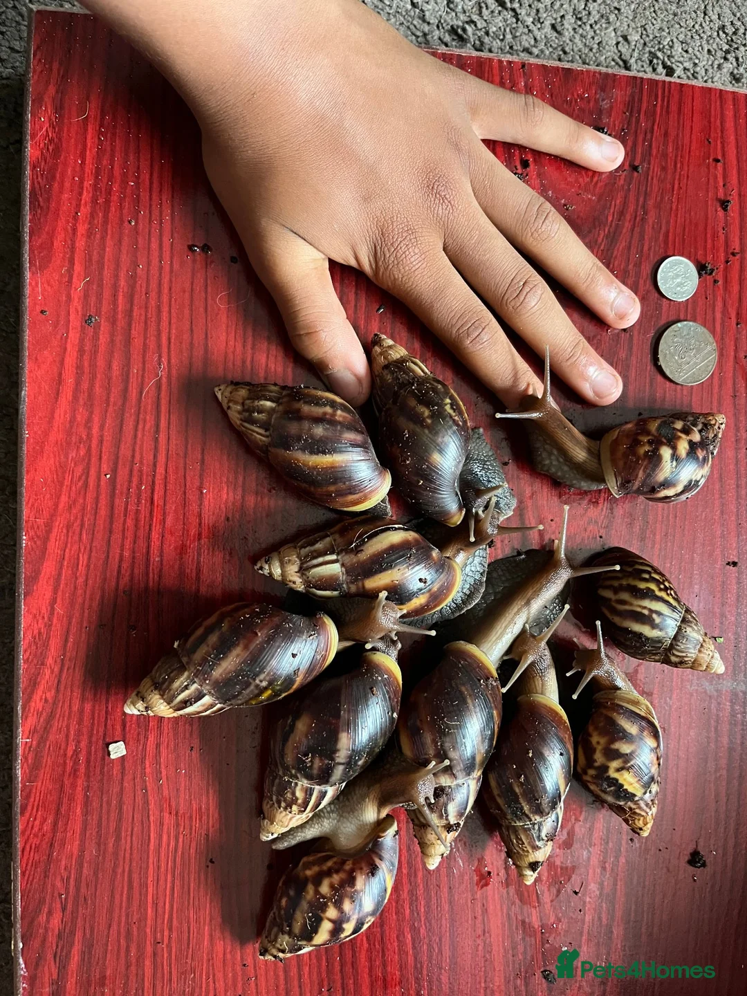 Snails invertebrates for sale: Giant African land snails large juveniles. - Advert 2