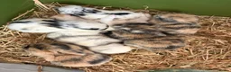 Mixed Breed rabbits for sale: 9x MINI LION LOP BUNNIES READY SEPTEMBER  - Advert 4